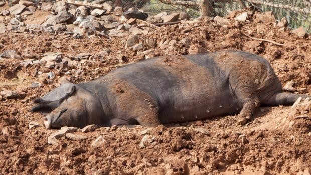 Denuncian al propietario de una granja de cerdos por enterrar cientos de animales en fosas