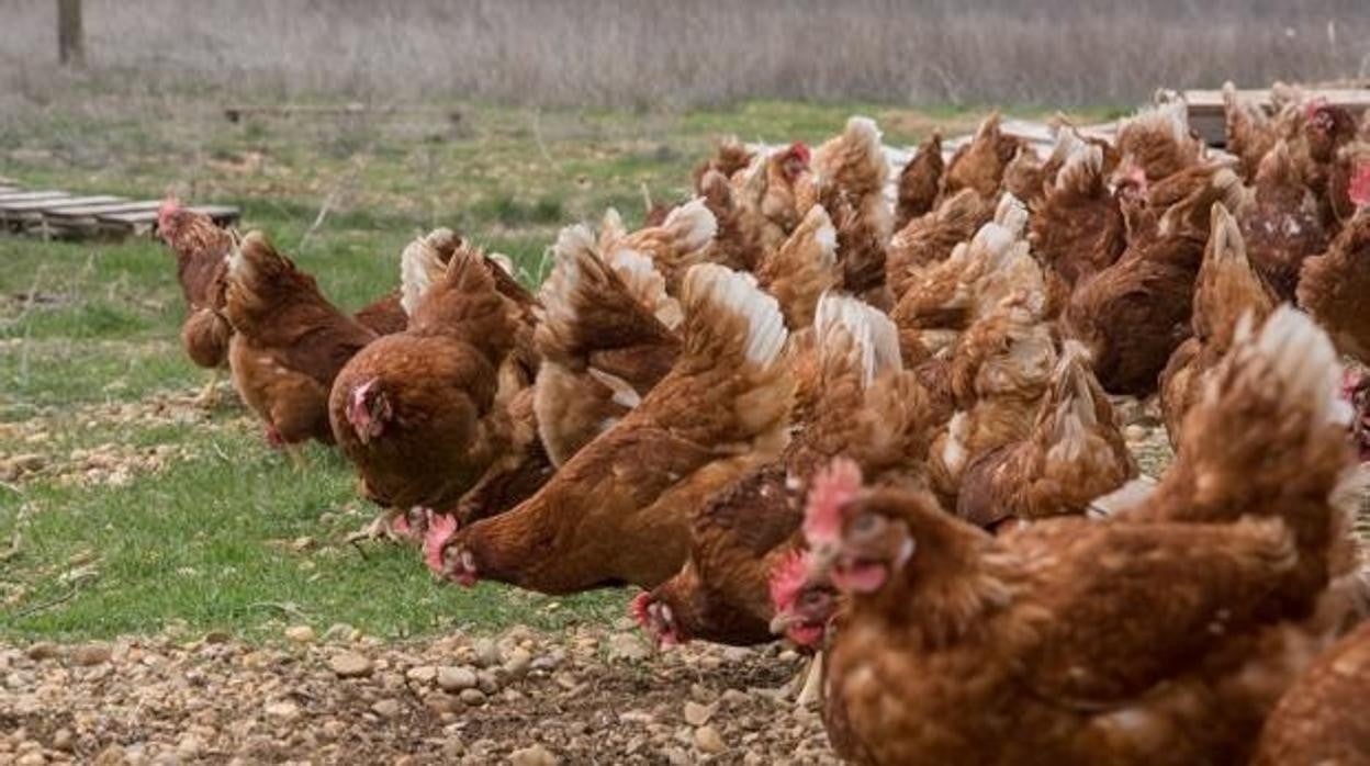 Las gallinas podrían haber sido atacadas por hurones