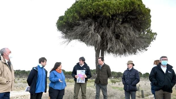 La media de reforestación en Castilla y León en las últimas cuatro décadas: 8,8 árboles por habitante y año