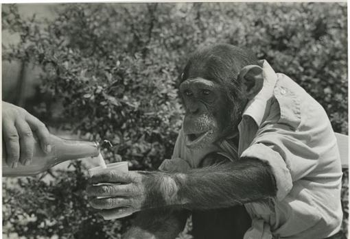 El chimpacé Jimmy, que bebía en vaso, en 1976