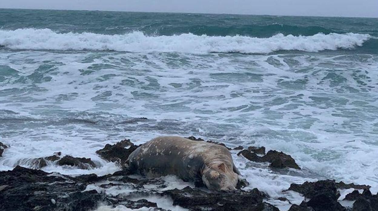 La vaca muerta que ha arrastrado el temporal desde el mar hasta la costa en Segon Muntanyar