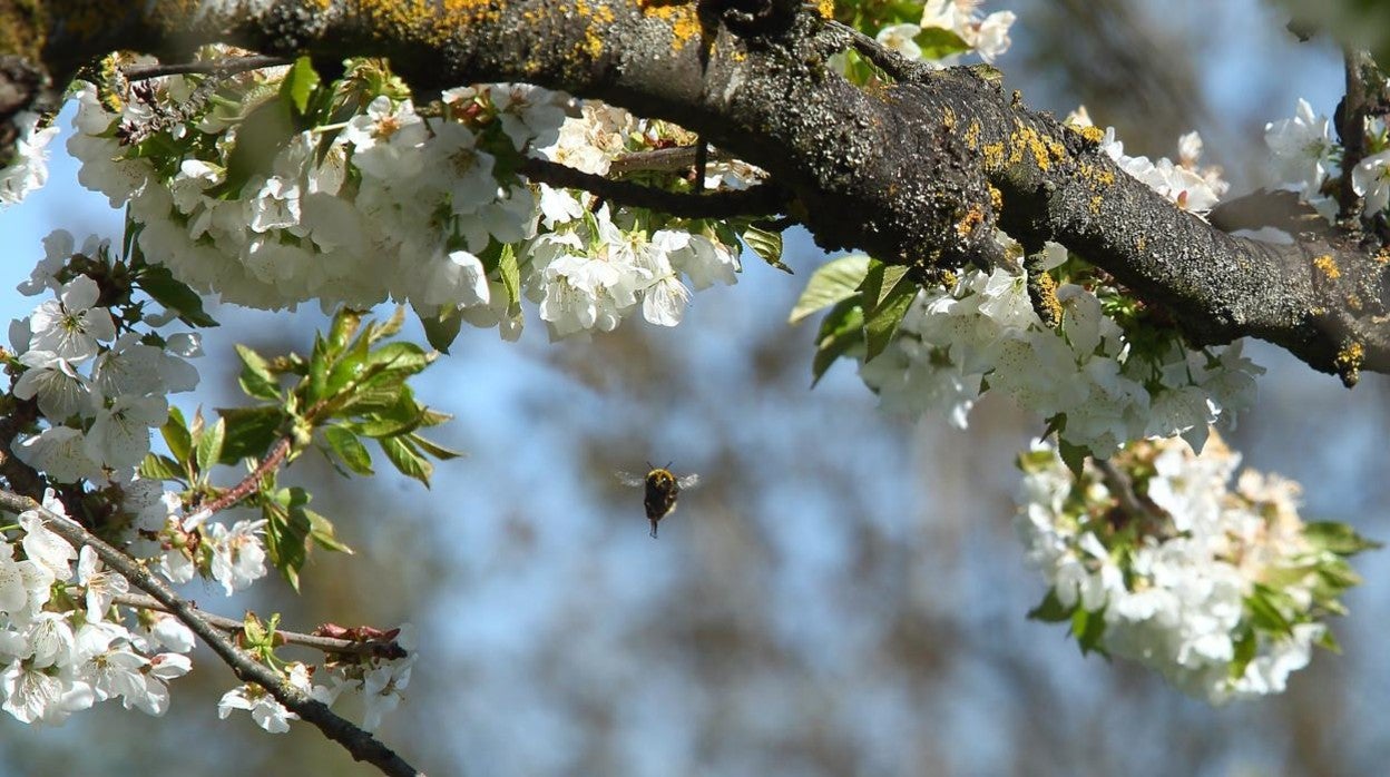 Cerezos en flor en el Bierzo