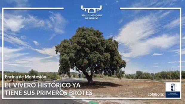 El Vivero de la Fundación Toledo da sus primeros frutos: unas semillas de la encina de Montesión