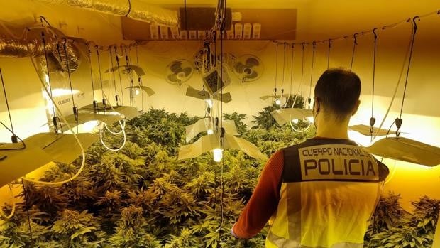 Localizan una plantación de marihuana que cuidaba un hombre retenido y sometido a palizas en Torrent