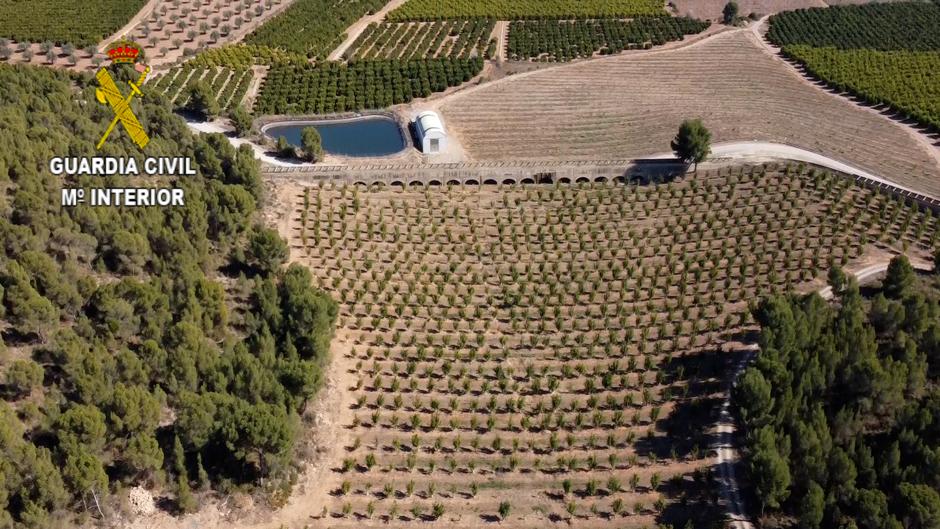 Detenido en Lliria por injertar 3.600 mandarinos de una variedad patentada con un perjuicio de 300.000 euros