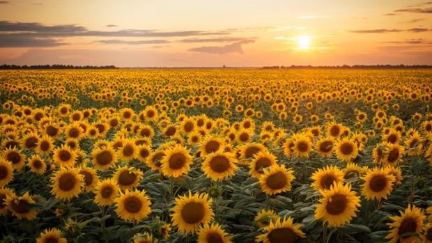 Puede multiplicar por 4 la producción de pipa de girasol si se cultivan las 600.000 hectáreas de barbecho