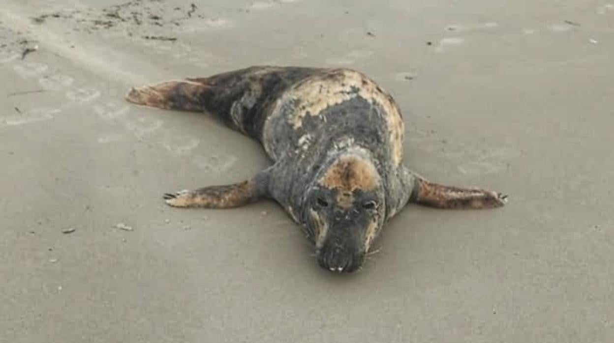 Ejemplar de foca gris avistado en la costa del Mediterráneo