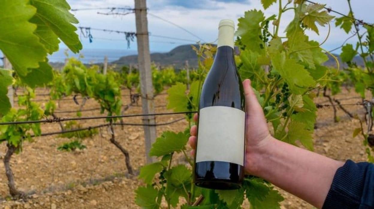 Castilla-La Mancha prevé aprobar antes de verano su Ley de la Viña y el Vino, con novedades como los «vinos de finca»