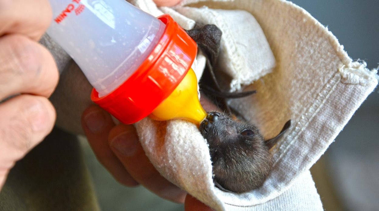 Una de las crías de zorro volador nacidas en Terra Natura