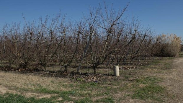 Frío catastrófico: los agricultores alertan de «importantes» daños por las heladas en Lérida