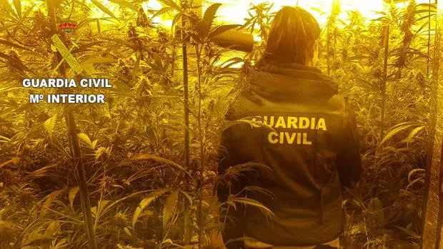 Encuentran en un chalé de Valencia un laboratorio de cultivo de marihuana 'indoor' con más de 750 plantas