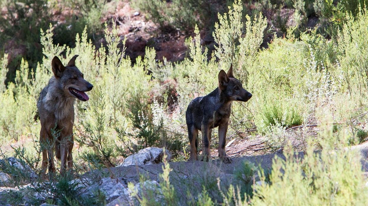 Ejemplares de lobo en el Centro del Lobo Ibérico de Castilla y León