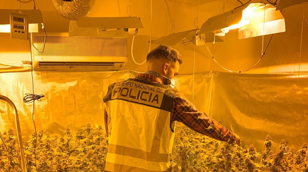 Imagen del laboratorio de marihuana desarticulado en la localidad valenciana de Torrent