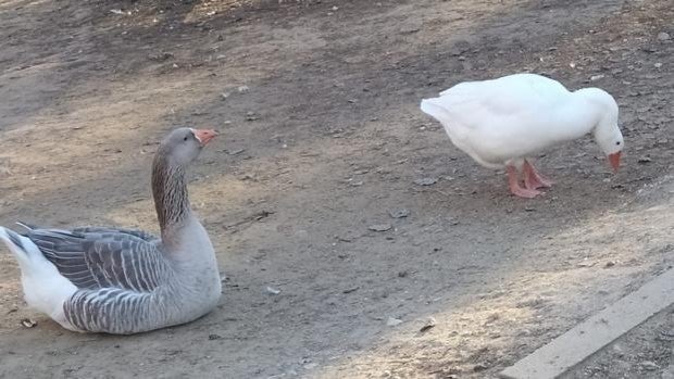 Detectan en Valladolid un foco de gripe aviar entre las ocas de los márgenes del río Pisuerga