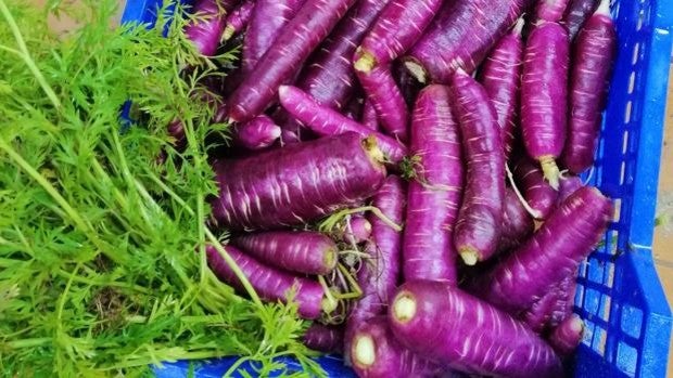 Así es la zanahoria morada: un cultivo español ancestral en vías de desaparición