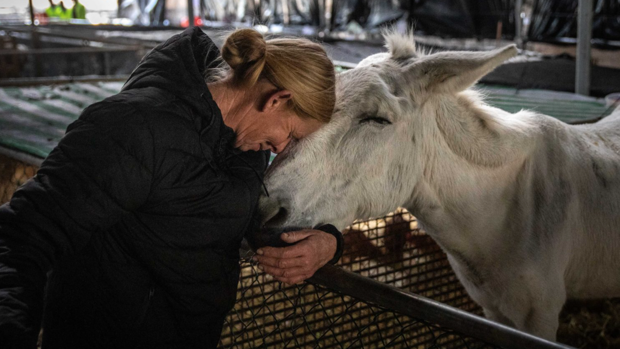 Inmoralidad, improvisación y mala gestión con los animales en el volcán: «Muchos murieron calcinados»