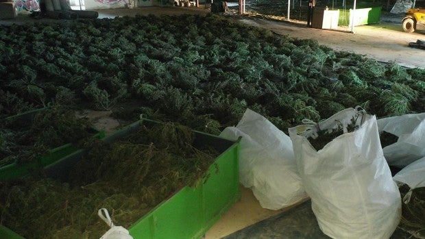 Desmantelan en Navarra la mayor plantación de marihuana de Europa
