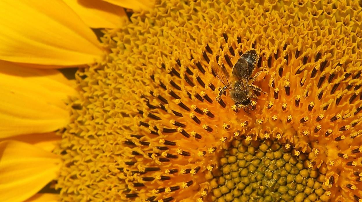 Campos de girasoles en la zona del Campo Charro en la provincia de Salamanca