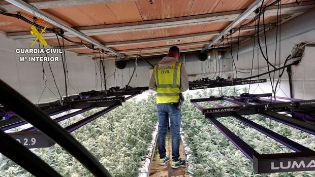 La Guardia Civil desarticula un cultivo de marihuana con 1.472 plantas en Méntrida y detiene a dos personas