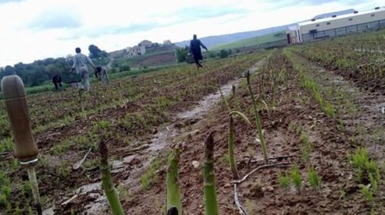 El espárrago verde de Guadalajara está ya «muy cerca» de conseguir su marca de calidad