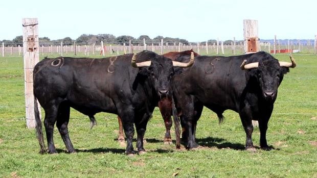 El sector taurino confía en recuperar esta temporada el número de festejos previo a la pandemia