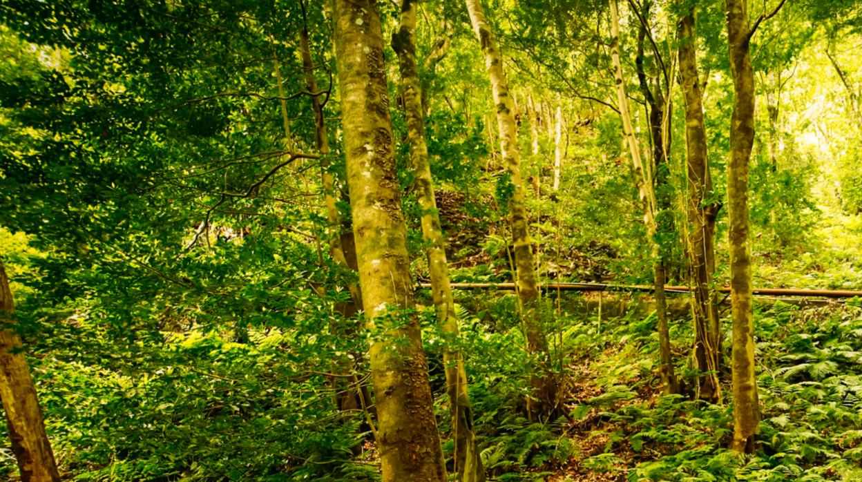 Bosque de Los Tilos, La Palma