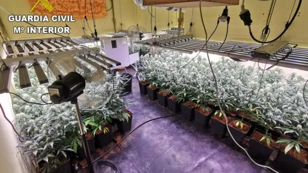 Estrenan su ficha policial con un cultivo de marihuana de alto rendimiento en el sótano de su casa en Burguillos
