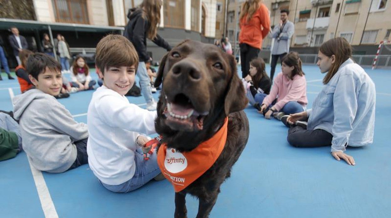 Programa con perros de terapia para prevenir el acoso escolar