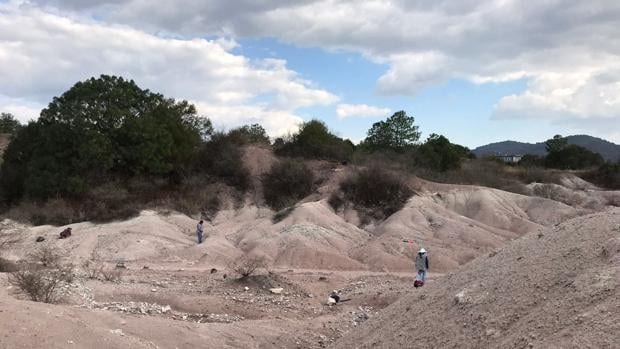 Un investigador español descubre un nuevo género fósil de treinta millones de años en un yacimiento mexicano