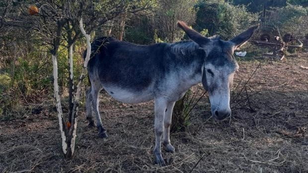 La Fiscalía aprecia un delito de maltrato animal en la muerte de los burros antiincendios en Castellón