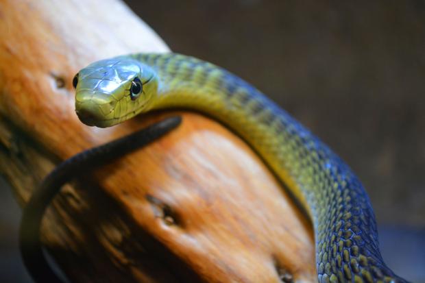 Una serpiente de veneno mortal en pocas horas es retirada por la Policía Nacional y acogida en Benidorm