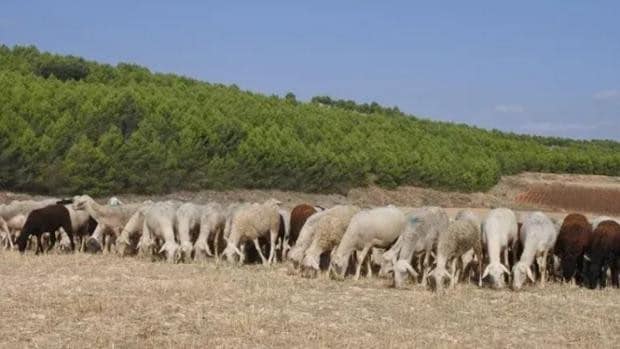 Guadalajara necesita pastores para evitar la desaparición de la ganadería de ovino y caprino