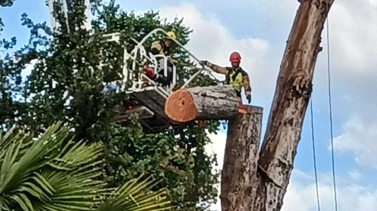 Talan el eucalipto gigante del Paseo de la Vega