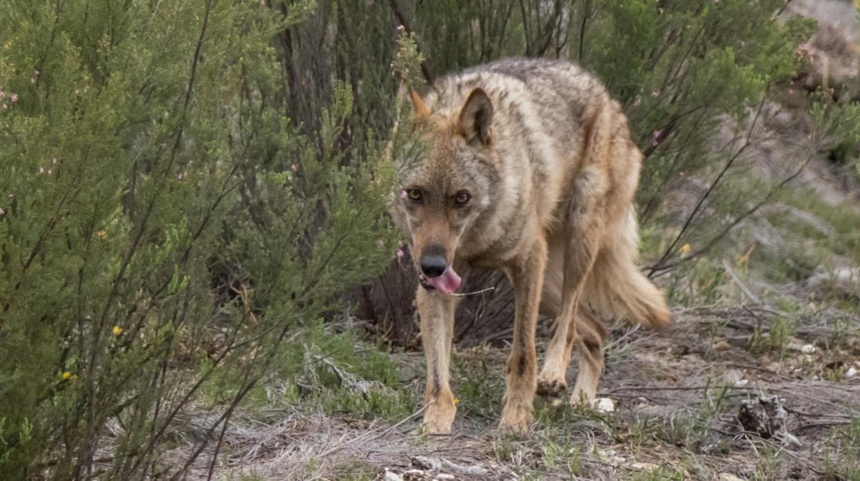 El TC admite a trámite el recurso del Gobierno contra la Ley de Caza de Castilla y León por el lobo