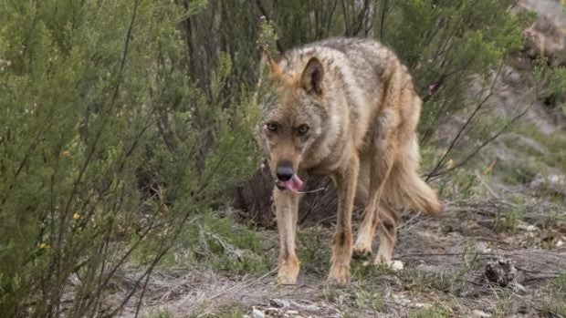 El TC admite a trámite el recurso del Gobierno contra la Ley de Caza de Castilla y León por el lobo