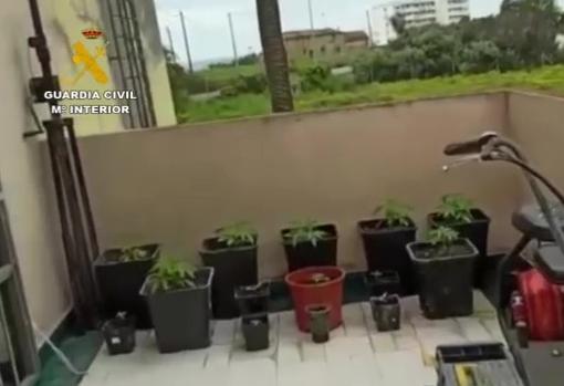 Plantas de marihuana en una de las terrazas registradas