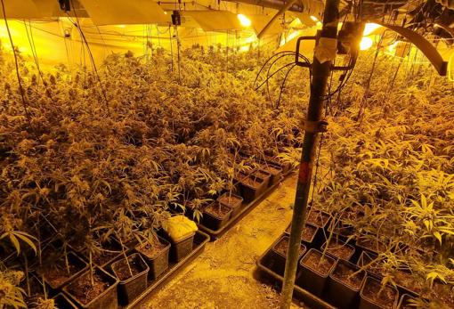 Plantación de marihuana ocualta en el sótano de la vivienda