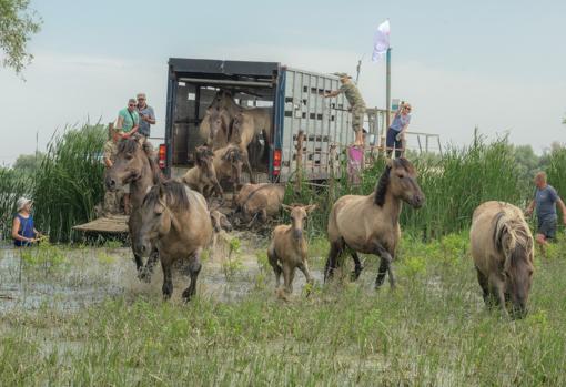 Liberación de caballos en Delta del Danubio