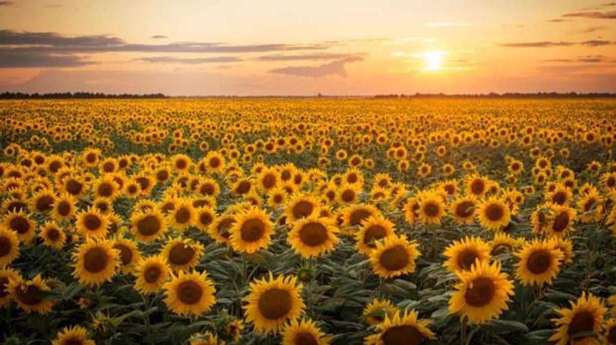 El cultivo de girasol se ha incrementado en 25.000 hectáreas esta campaña