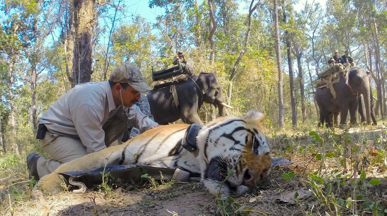 Imagen de un tigre anestesiado en la India