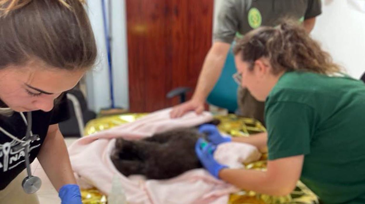 El osezno hallado en estado crítico en León sufre una recaída y los veterinarios tratan de estabilizarlo