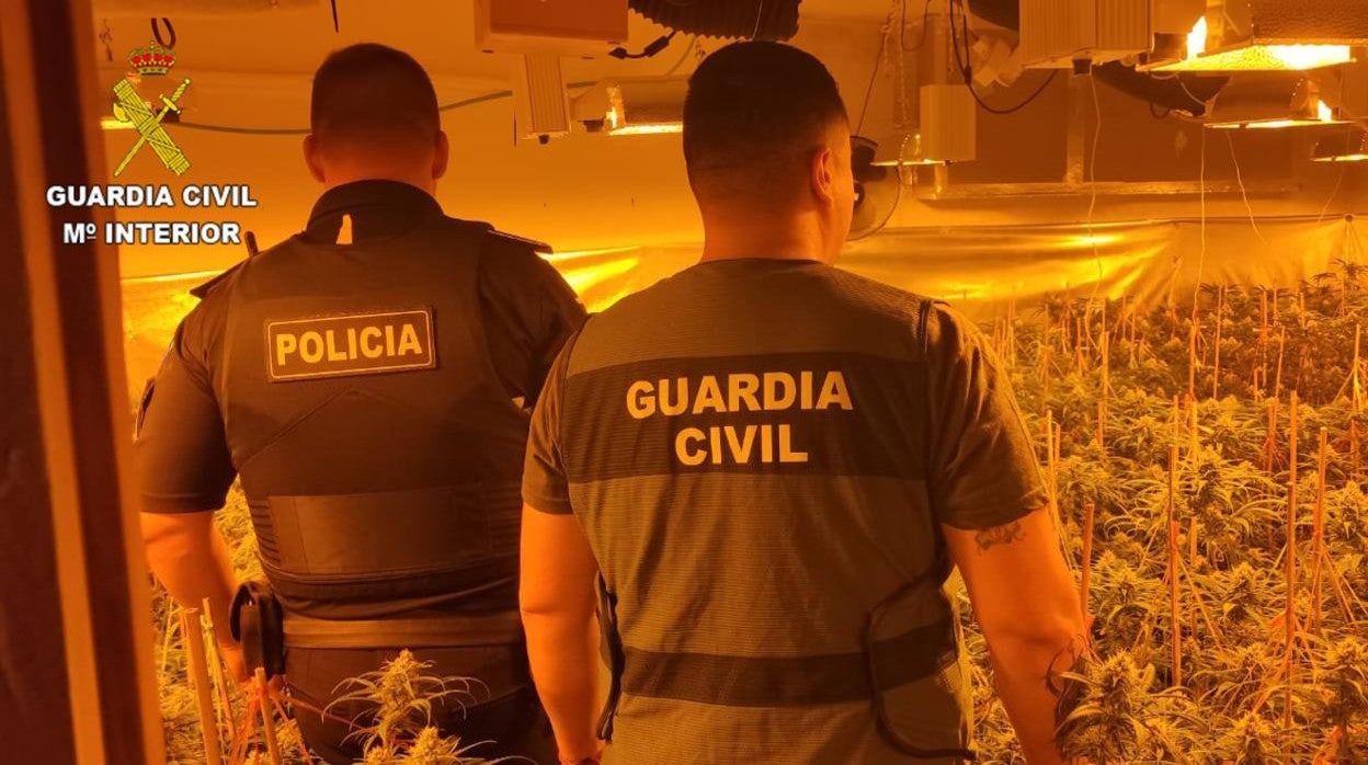 Guardia Civil y Policía Local de Seseña han colaborado para desmantelar la plantación