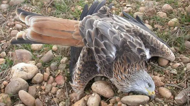 El juicio por envenenamiento masivo de aves rapaces en Gerindote arranca este miércoles