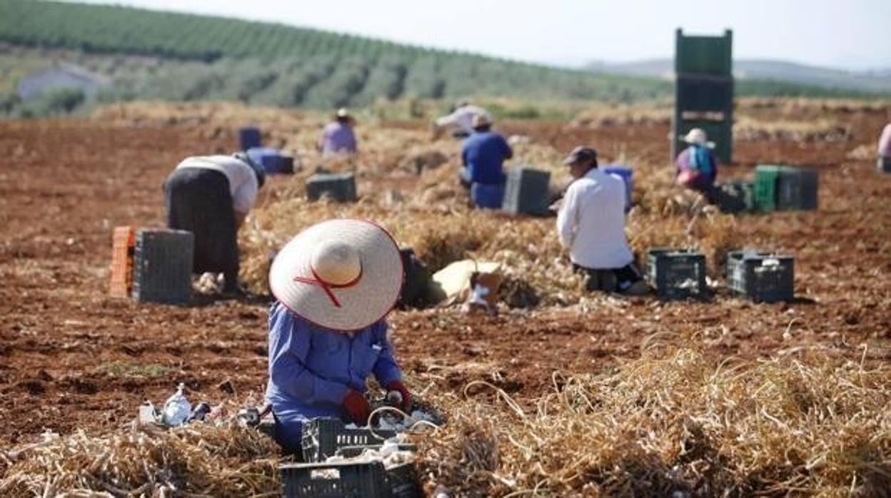 En la imagen de archivo, un grupo de trabajadores en la recogida del ajo en la región