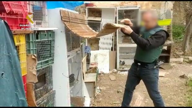 La Guardia Civil investiga a seis personas por el robo de 40 palomos de competición en Alicante y Valencia
