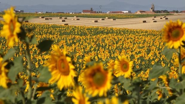 El cambio climático disminuirá los rendimientos de girasol en un 23% y de trigo en un 10%