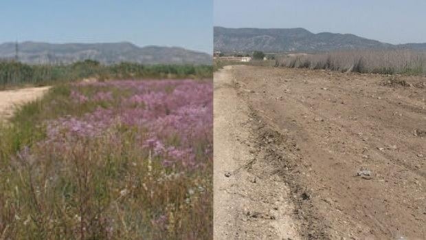 El Seprona investiga la destrucción de un humedal protegido en Pinoso por obras municipales y de la Generalitat