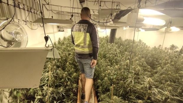 En un chalet de lujo y con la luz 'enganchada': cae un albanés en Valencia con 92 plantas de marihuana