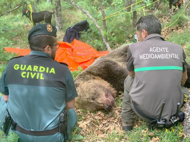 Así fue la pelea entre dos osos que cayeron despeñados en la Montaña Palentina