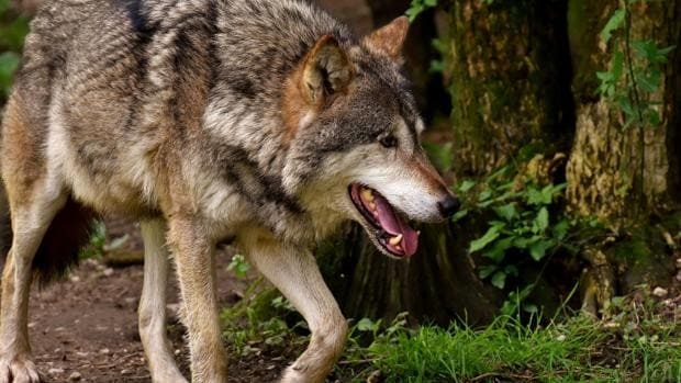 La Fundación Franz Weber pide bloquear las ayudas europeas a Castilla y León si «decide matar lobos»